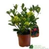 Skimmia Japonica 'Temptation' 2Ltr Pot (NL) 2 Skimmia Japonica 'Temptation' 2Ltr Pot (NL) -Planters Kit Sales 0000000398528