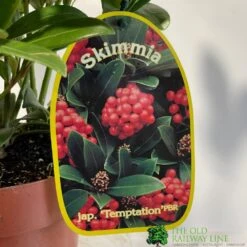 Skimmia Japonica 'Temptation' 2Ltr Pot (NL) -Planters Kit Sales 0000000398528 2
