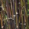 Fargesia Nitida 'Black Pearl' Bamboo 7.5Ltr Pot 1 Fargesia Nitida 'Black Pearl' Bamboo 7.5Ltr Pot -Planters Kit Sales 0000000415237 c0054745 b8d7 4e34 9b62 e2b510df509a