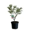 Euonymus Alatus 'Compactus' Plant 4Ltr Pot (NL) 1 Euonymus Alatus 'Compactus' Plant 4Ltr Pot (NL) -Planters Kit Sales 00000275