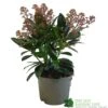 Skimmia Japonica 'Rubella' 1.5Ltr Pot (NL) -Planters Kit Sales 00000285 0f9f7f00 aa7d 418d 9236 144eecfc850f