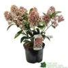 Skimmia Japonica 'Rubella' 3Ltr Pot (NL) -Planters Kit Sales 00000286