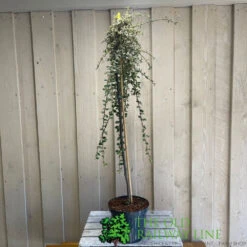Cotoneaster 'Juliette' 80cm Tall (NL) -Planters Kit Sales 00000625 2