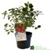 Cornus 'Midwinter Fire' Plant 3Ltr Pot (NL) -Planters Kit Sales 00001162