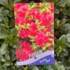 Azalea 'Geisha Red' Plant 3Ltr Pot (NL) 2 Azalea 'Geisha Red' Plant 3Ltr Pot (NL) -Planters Kit Sales 00001652