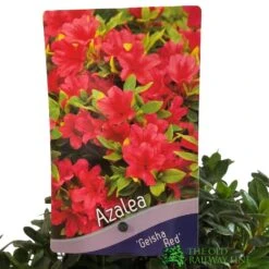 Azalea 'Geisha Red' Plant 3Ltr Pot (NL) -Planters Kit Sales 00001652 2