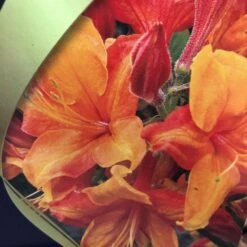 Azalea (Deciduous) 'Golden Eagle' 7.5Ltr Pot (NL) -Planters Kit Sales 00002759 2