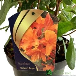 Azalea (Deciduous) 'Golden Eagle' 7.5Ltr Pot (NL) -Planters Kit Sales 00002759