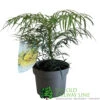 Mahonia 'Soft Caress' 3Ltr Pot (NL) -Planters Kit Sales 00003291