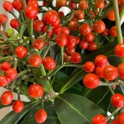 Skimmia Japonica 'Pabella' 1.5Ltr (NL) 5 Skimmia Japonica 'Pabella' 1.5Ltr (NL) -Planters Kit Sales 00003295 3 d383db05 9d89 41a3 9eae 8511a1953761