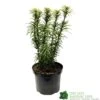 Cephalotaxus 'Korean Gold' Plum Yew Conifer 40cm Tall (NL) -Planters Kit Sales 00003296