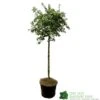 Ceanothus Thyrsiflorus 'Repens' Tall Standard 60cm (NL) -Planters Kit Sales 00003745 1f3fa296 28a4 45cf a8b3 8fcfd89ef6c8