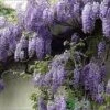 Wisteria Sinensis 'Prolific' Climber 7.5 Ltr Pot (NL) -Planters Kit Sales 00004785 a5d783ef 7206 4787 8d92 6f2c74dd9444