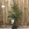 Cryptomeria 'Barabits Gold' Conifer5Ltr Pot (NL) -Planters Kit Sales 00005465