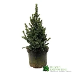 Picea 'Sanders Blue' Spruce Plant 3Ltr Pot (NL)