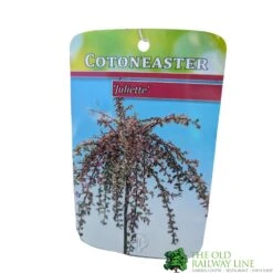 Cotoneaster 'Juliette' 80cm Tall (NL) -Planters Kit Sales 30001111 1