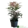 Nandina Domestica 'Obsessed' 2Ltr Pot (NL) -Planters Kit Sales 30002508