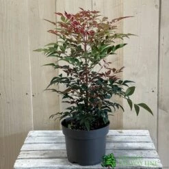 Nandina Domestica 'Obsessed' 2Ltr Pot (NL) 7 Nandina Domestica 'Obsessed' 2Ltr Pot (NL) -Planters Kit Sales 30002508 2