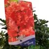Azalea 'Geisha Orange' 3Ltr Pot (NL) -Planters Kit Sales 30008869 2