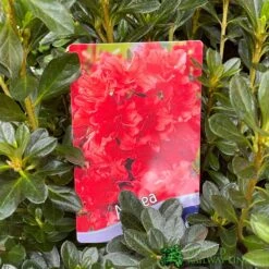 Azalea 'Geisha Orange' 3Ltr Pot (NL) -Planters Kit Sales 30008869 5b9b6a4d 2eef 4de9 a7d5 74d146507ae8