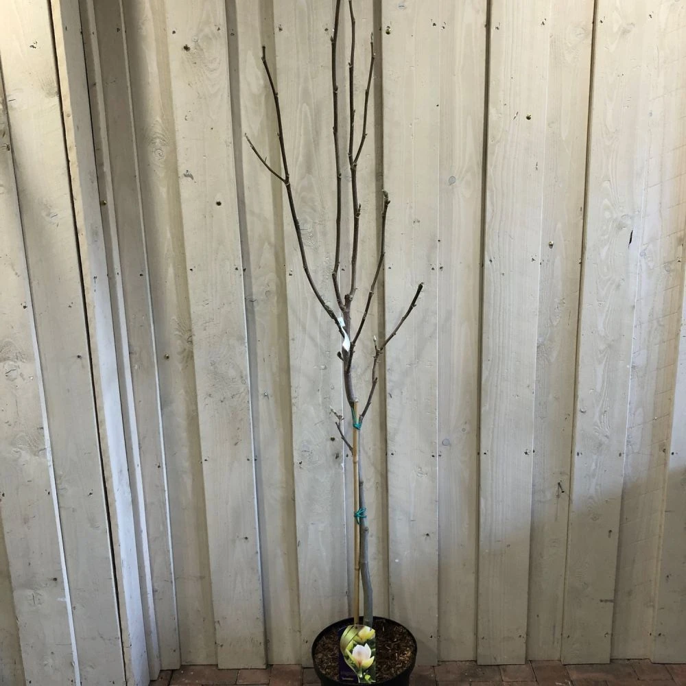 Magnolia 'Sunsation' Tree 50cm Tall (NL) 4 Magnolia 'Sunsation' Tree 50cm Tall (NL) - Image 2