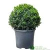 Buxus Ball 30cm Diameter Box Topiary Plant 7.5Ltr Pot -Planters Kit Sales 30167099