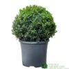 Buxus Ball Topiary Plant 22cm Pot -Planters Kit Sales 30167099 b7f09a39 ec25 4308 938a da09aa4eb021