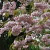 Prunus 'Kiku-Shidare Zakura' Tree 10Ltr Pot -Planters Kit Sales 30181717