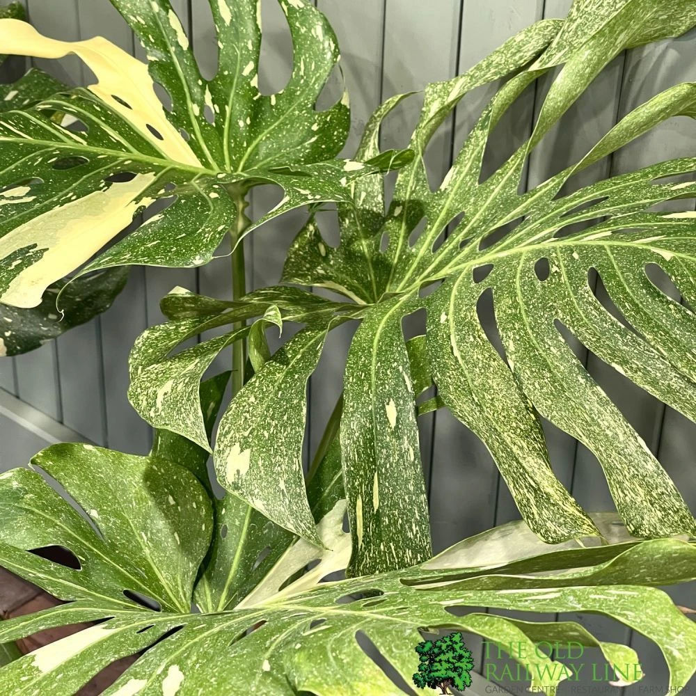Monstera 'Thai Constellation' Large Variegated Thai Monstera 1m Tall 4 Monstera 'Thai Constellation' Large Variegated Thai Monstera 1m Tall - Image 2