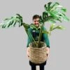 Monstera 'Thai Constellation' Large Variegated Thai Monstera 1m Tall -Planters Kit Sales 30189449 new