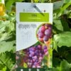 Grape 'Chasselas Rose' 3Ltr Pot -Planters Kit Sales 30198712