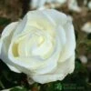 Whartons 'Silver Anniversary' Hybrid Tea White Rose Plant 3Ltr Pot 2 Whartons 'Silver Anniversary' Hybrid Tea White Rose Plant 3Ltr Pot -Planters Kit Sales 5011622202081