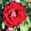 Whartons 'Dublin Bay' Climbing Rose Plant 4Ltr -Planters Kit Sales 5011622202265