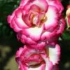 Pink Climbing Rose 'Handel' 4Ltr Pot -Planters Kit Sales 5011622202357