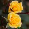 Whartons 'Laura Ford' Yellow Climbing Rose 4Ltr Pot -Planters Kit Sales 5011622202395
