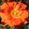 Whartons 'Sunseeker' Orange Patio Rose Plant 3Ltr Pot -Planters Kit Sales 5011622202937
