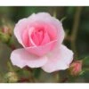 Pink Shrub Rose 'Bonica' 4Ltr Pot -Planters Kit Sales 5011622203828