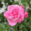 Whartons 'Carefree Days' Pink Patio Rose 3Ltr Pot -Planters Kit Sales 5011622204320 c348a09c 6519 482d 8cf0 071643869dff