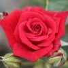 Whartons 'Love Knot' Climbing Rose Plant 4Ltr 1 Whartons 'Love Knot' Climbing Rose Plant 4Ltr -Planters Kit Sales 5011622207581