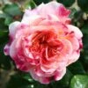 Pink Patio Rose 'Designer Sunset' 3Ltr -Planters Kit Sales 5011622209950 b4ec2bc5 23f6 41e1 9de7 2c32df102035