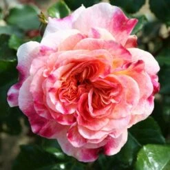 Pink Patio Rose 'Designer Sunset' 3Ltr