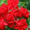 Flower Carpet Scarlet Rose 3 Ltr -Planters Kit Sales 5011622210482