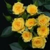 Whartons 'Flower Power Gold' Yellow Patio Rose 3Ltr -Planters Kit Sales 5011622212165 20b46535 da84 42a5 a896 942c7be33ec3
