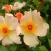 Apricot Climbing Rose 'Keith Maughan' 4Ltr Pot -Planters Kit Sales 5011622212493