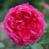 Pink Shrub Rose 'Ivor's Rose' 4Ltr Pot -Planters Kit Sales 5011622212974