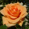 Orange Shrub Rose 'Raymond Carver' 4Ltr Pot 1 Orange Shrub Rose 'Raymond Carver' 4Ltr Pot -Planters Kit Sales 5011622213018