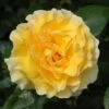Yellow Shrub Rose 'Grosvenor House' 4Ltr Pot -Planters Kit Sales 5011622214848