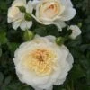 Cream Shrub Rose 'Queens Jubilee' 4Ltr Pot -Planters Kit Sales 5011622214855