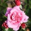 Whartons 'Timeless Pink' Bush Rose 4Ltr Pot -Planters Kit Sales 5011622216033