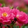 Whartons 'Flower Carpet Pink' Climbing Rose 4Ltr Pot -Planters Kit Sales 5011622216064
